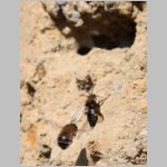 Pelz- und Trauerbiene 01.jpg